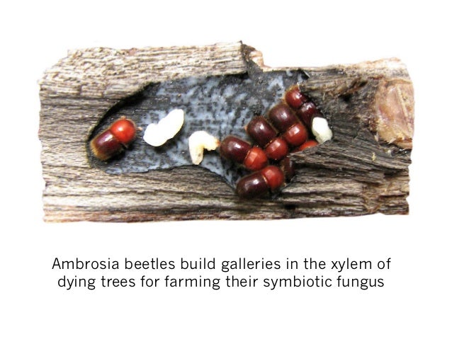 ambrosia-beetle-genotypebysequencing-2-638.jpg