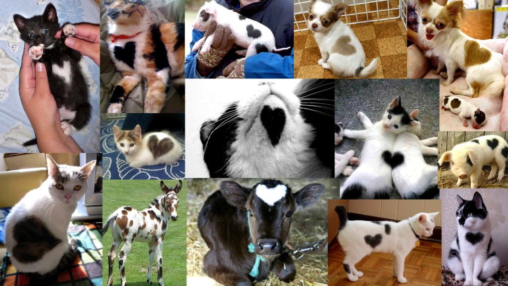 animalswithheartshapedmarkings.jpg