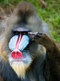 monkey_zps9f5e2f73.jpg
