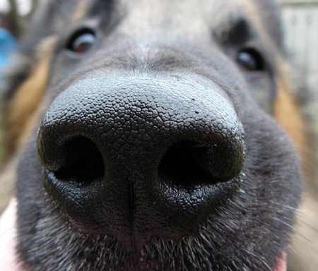 big-nose-dog1.jpg