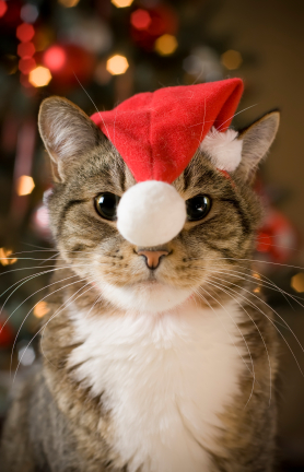 cat-christmas.jpg
