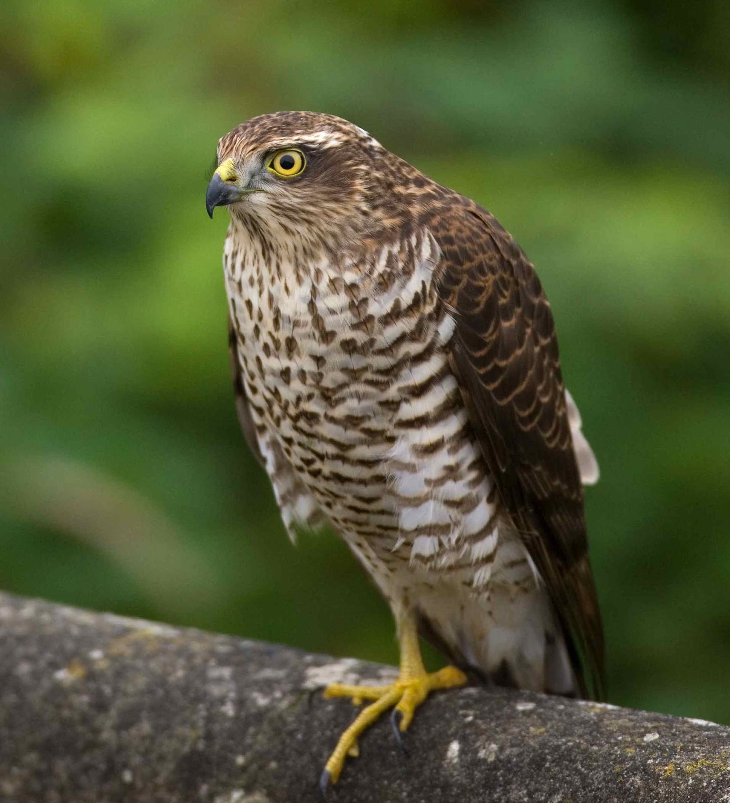 SparrowHawk6.JPG