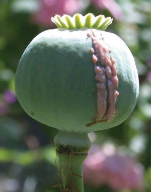 opium_poppy_big.jpg