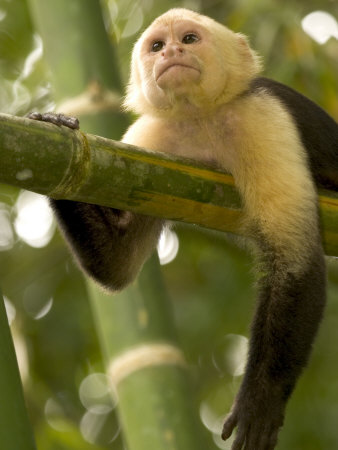 toft-roy-a-white-throated-capuchin-monkey-on-a-bamboo-stalk-cebus-capucinus.jpg