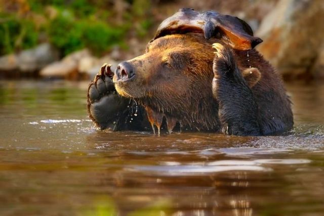 animals_179_09.jpg