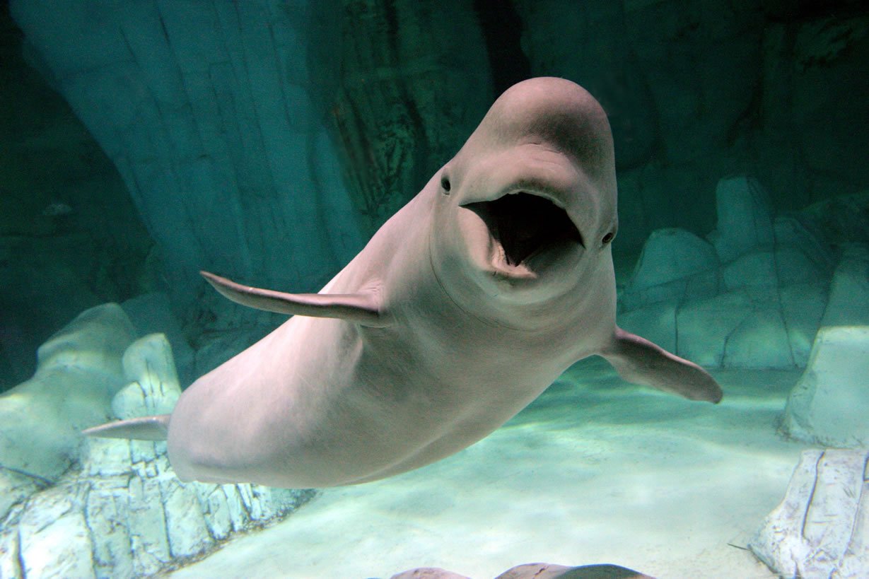 beluga4.jpg