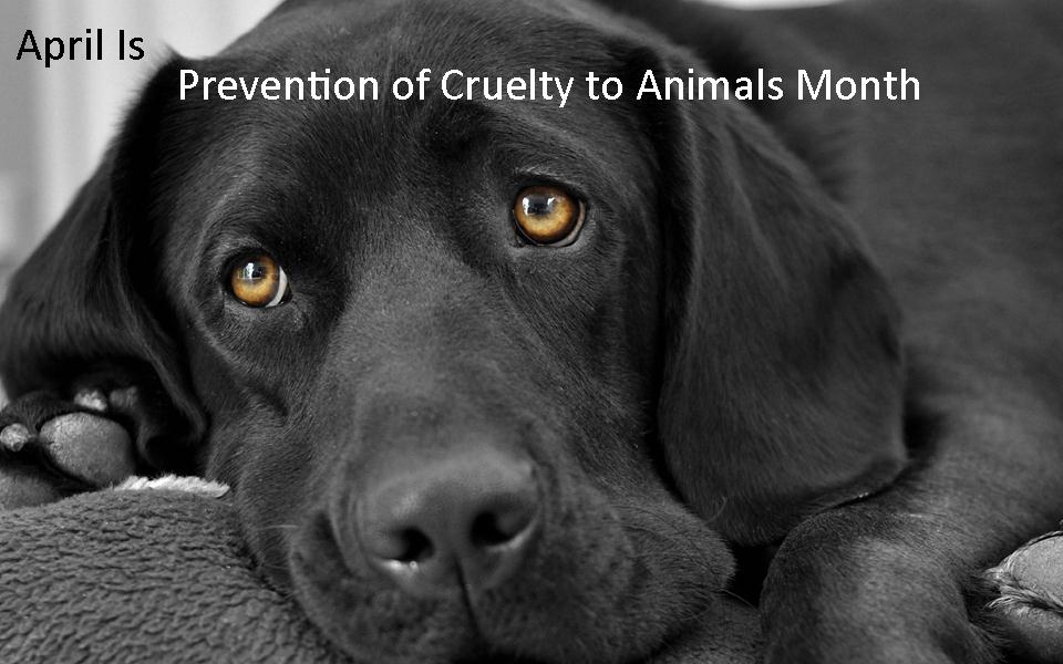 Cruelty-Prevention-graphic.jpg
