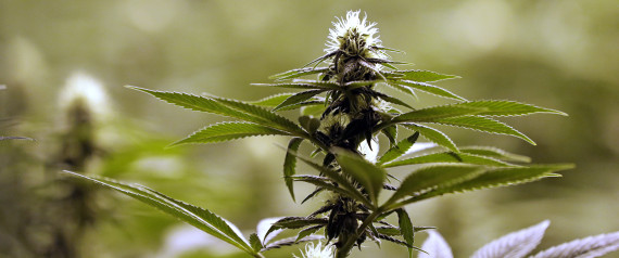 n-MARIJUANA-PLANT-large570.jpg