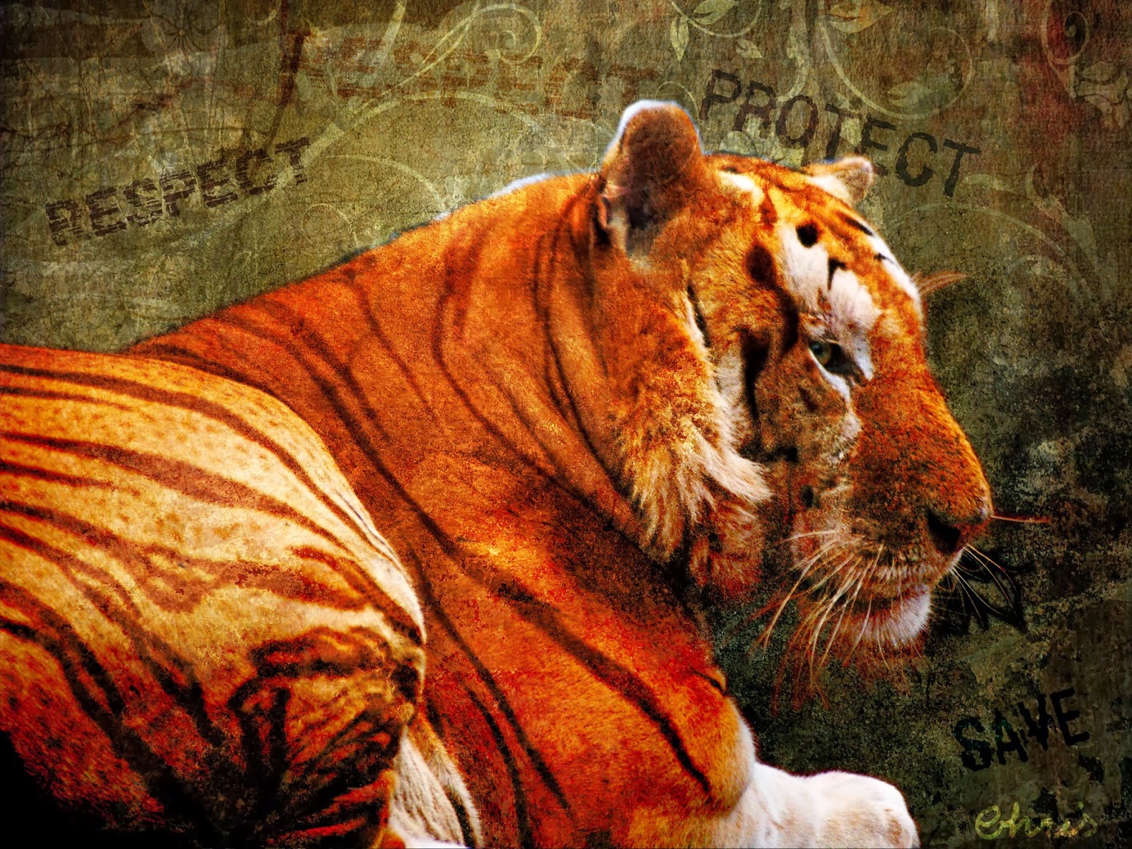 mighty+grunge+tiger.jpg