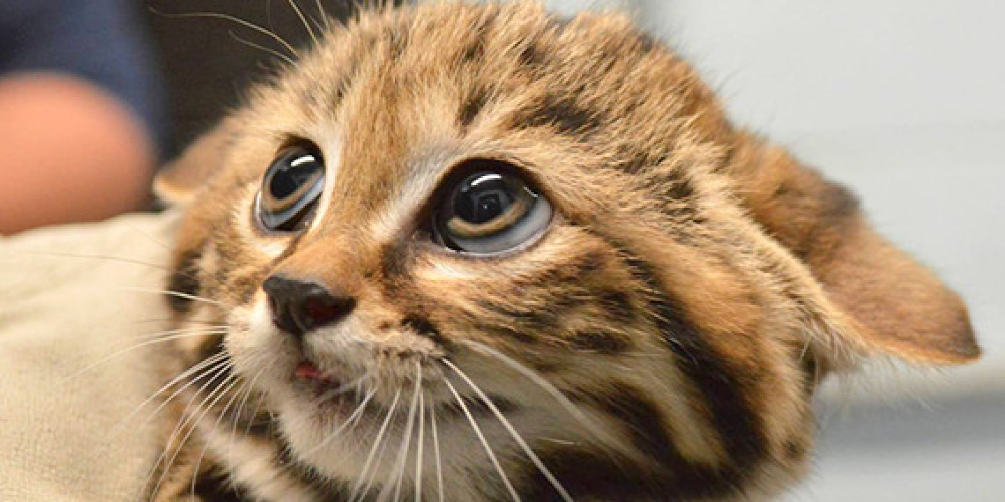 o-BLACK-FOOTED-CAT-KITTENS-facebook.jpg