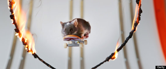 r-SKATEBOARDING-MICE-large570.jpg