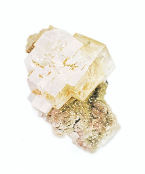 carlywaito_specimen5.jpg