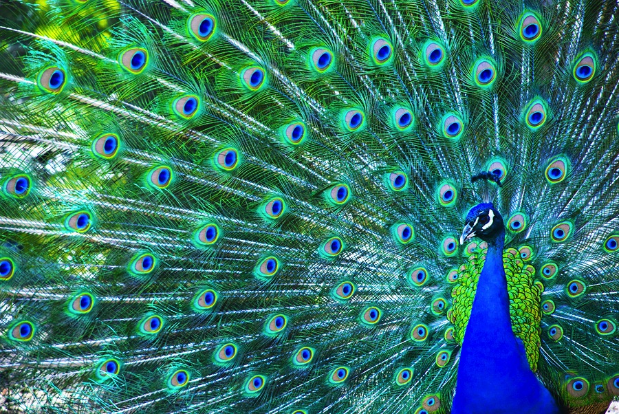 Peacock.jpg