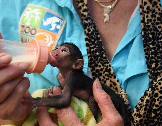 baby-white-faced-saki-monkey-cute-pics.jpeg