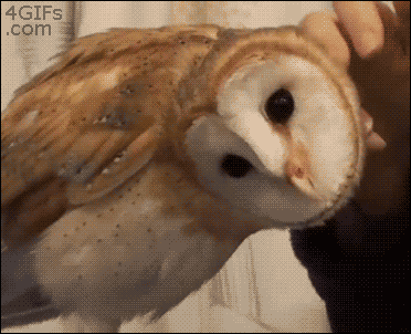 fGgRT4e.gif
