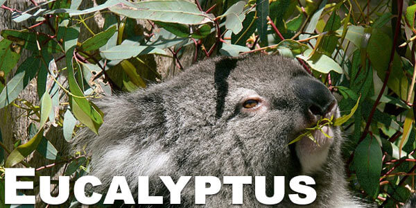 eucalyptus-smoking.jpg