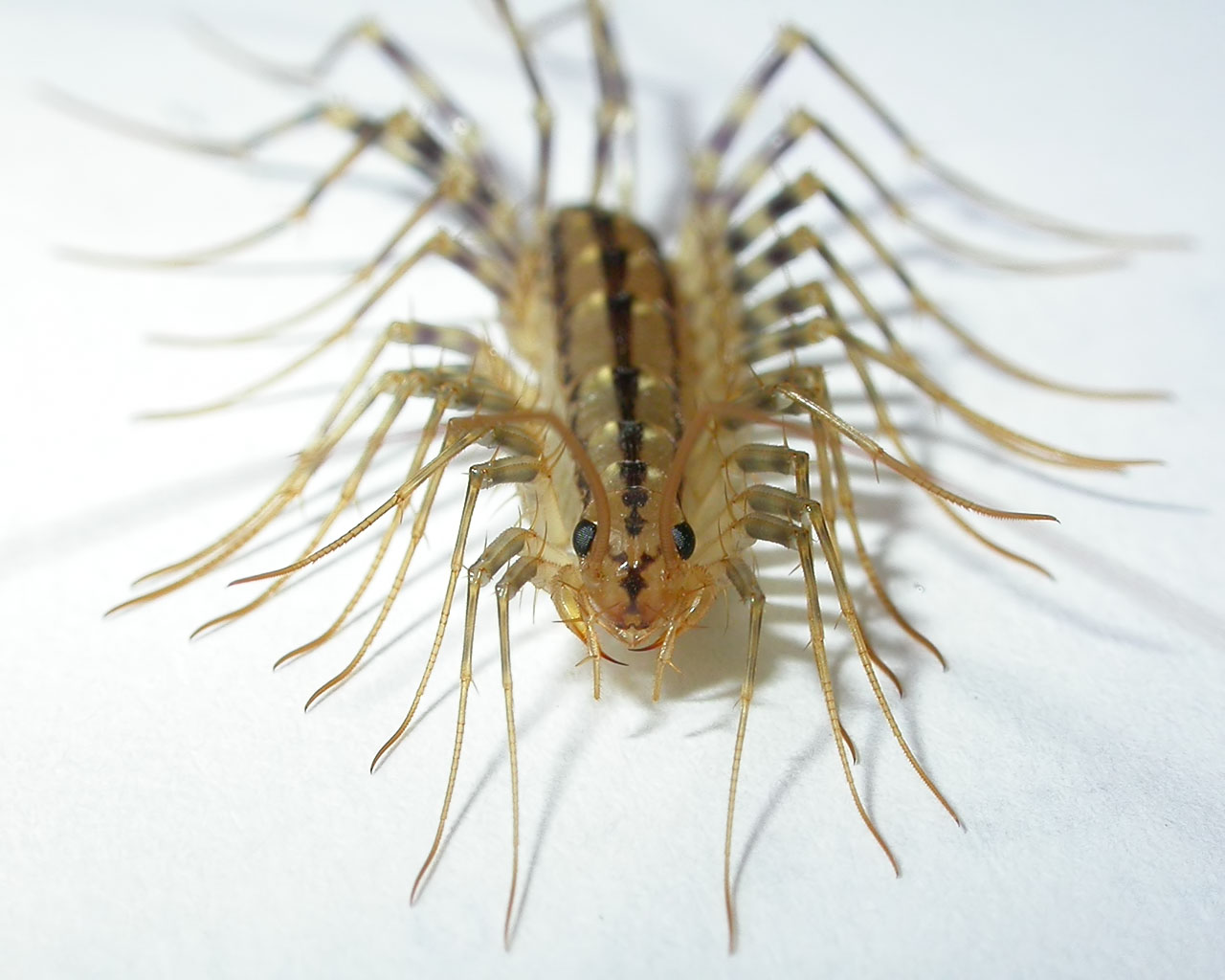 housecentipede.jpg