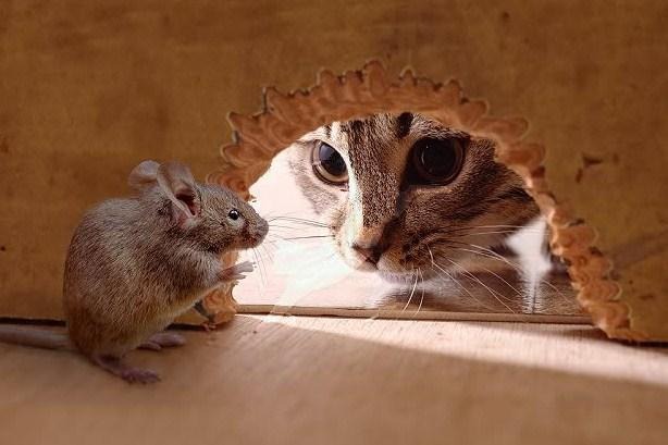 Cat-and-Mouse-1.jpg