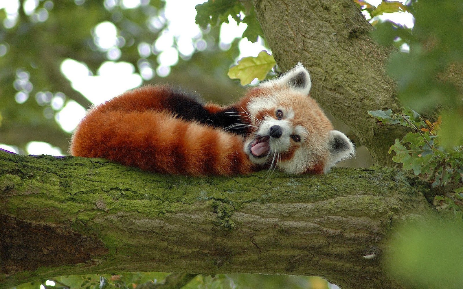 PXdkhWL.jpg