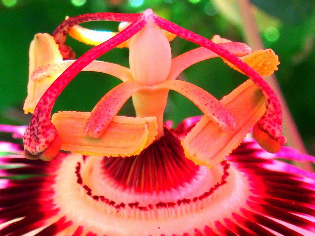 Passion_flower_stamen.jpg