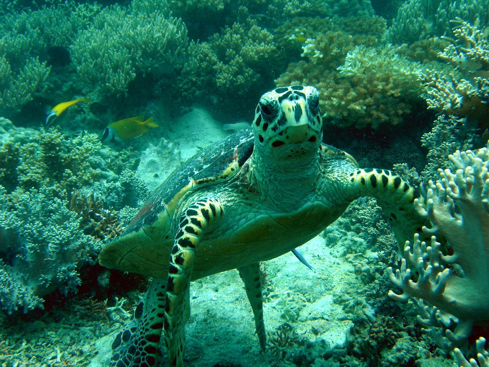 snorkeling1.JPG