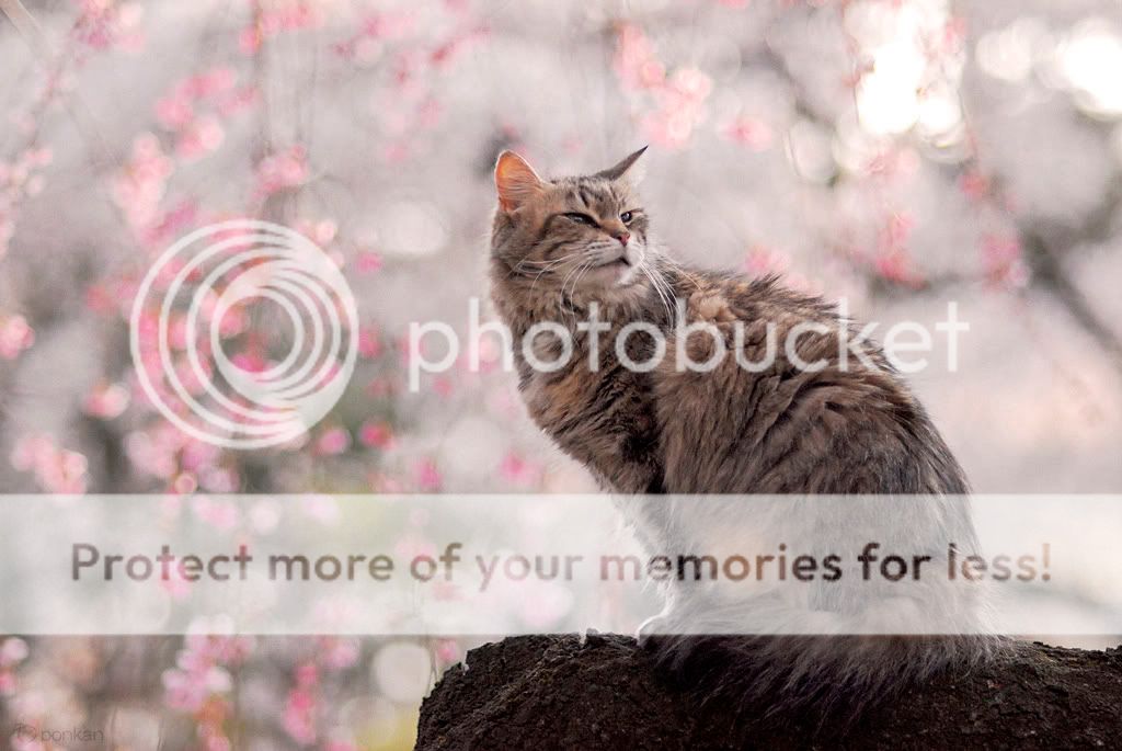 40SakuraCat.jpg