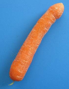 carrot+shaped+like+a+penis+phallic.jpg
