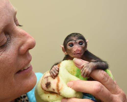 baby-white-faced-saki-monkey.jpeg