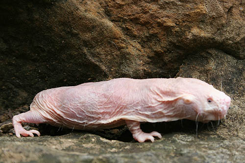 mole-rat.jpg