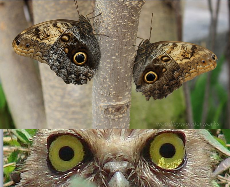 eyes.JPG