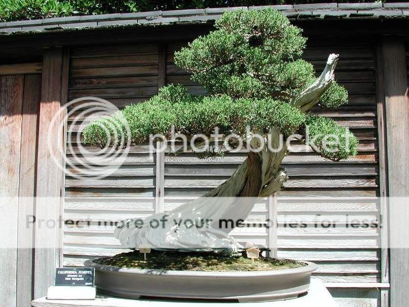 bonsai_tree.jpg