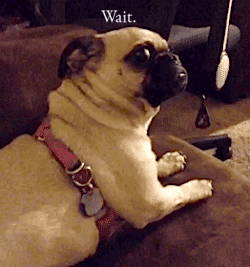 OQT9nMu.gif