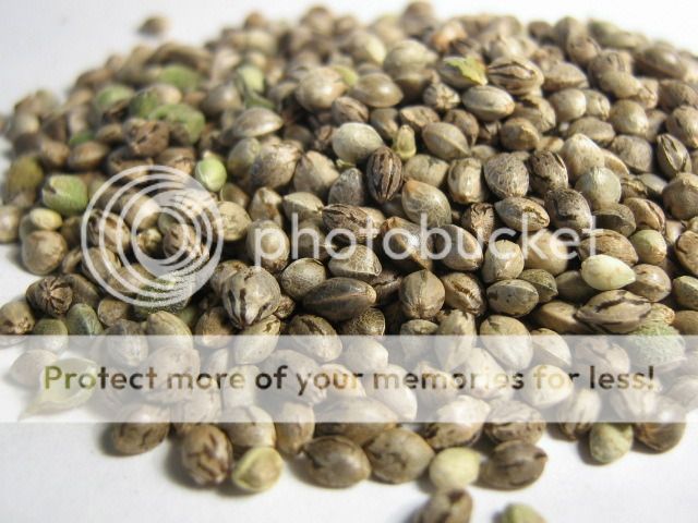 scuffing-marjuana-seeds_zpsywtzfktz.jpg