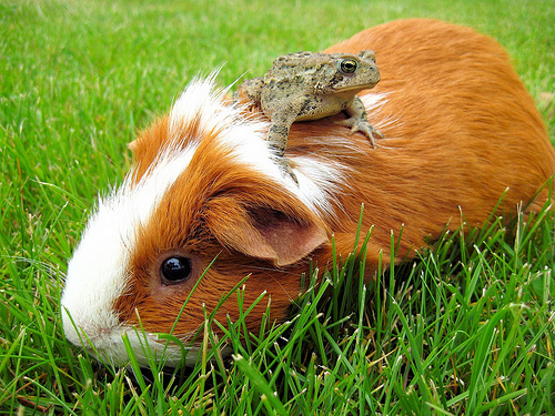 frog-sitting-on-guinee-pig-1256133545e.jpg