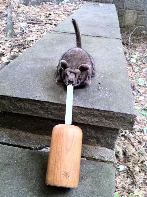 rat4_rsz.jpg