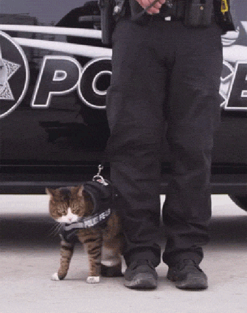 daily_gifdump_928_18_zpsr5ttxwaa.gif