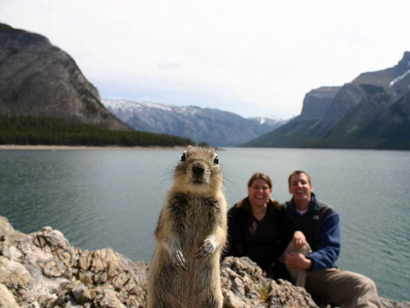 squirrel-photobomb-banff.jpg