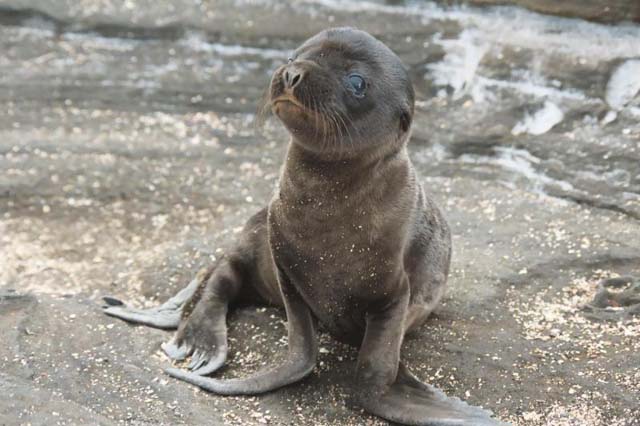 baby_seal.jpg