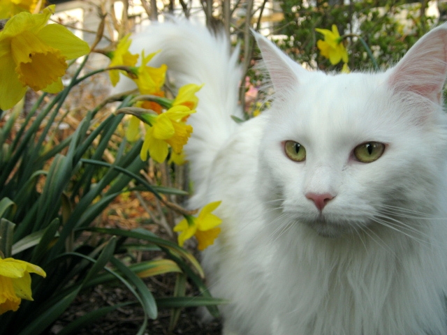 Stunning_White_Maine_Coon.JPG