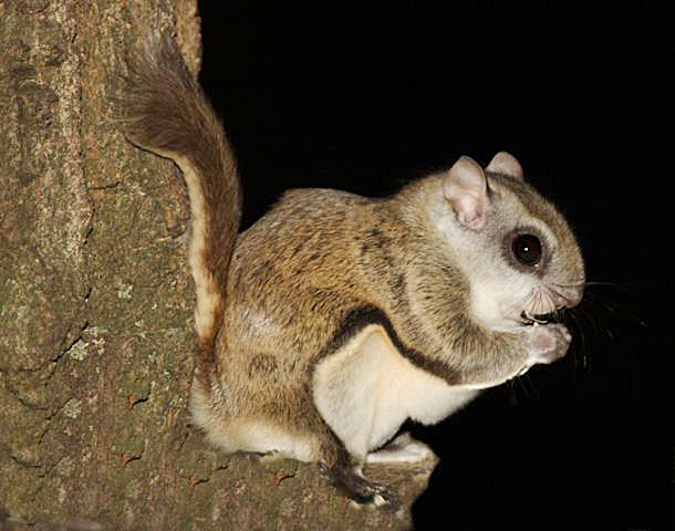 gal-flying-squirrel.jpg