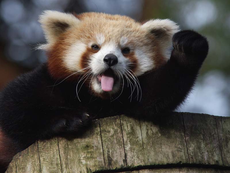 img-animals-redpanda-waving_big.jpg