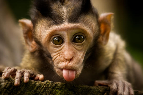 macaca_sticking_out_tongue_by_frankylie-d320v4m.jpg