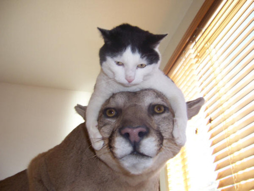 tumblr_lq5jq3gsBu1r01bg7o1_500.jpg
