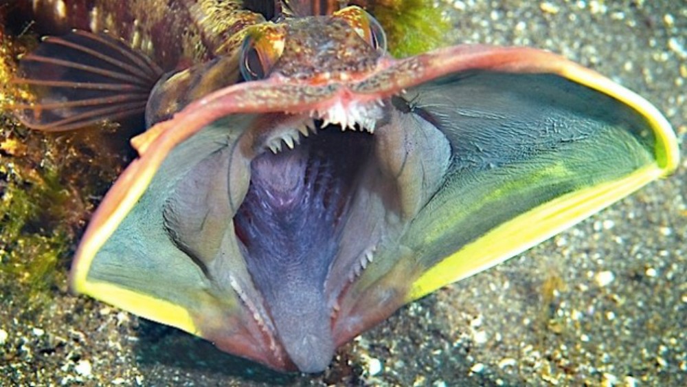 fringehead.jpg