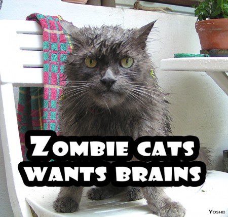 zombie+cat.jpg