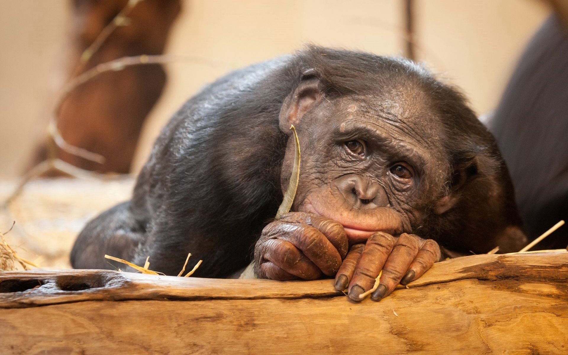 Animals_Monkeys_Sad_monkey_034134_.jpg