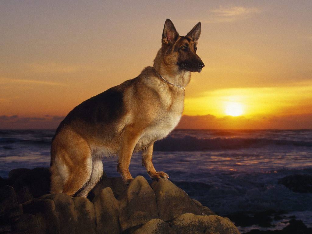 German-shepherd-training.jpg