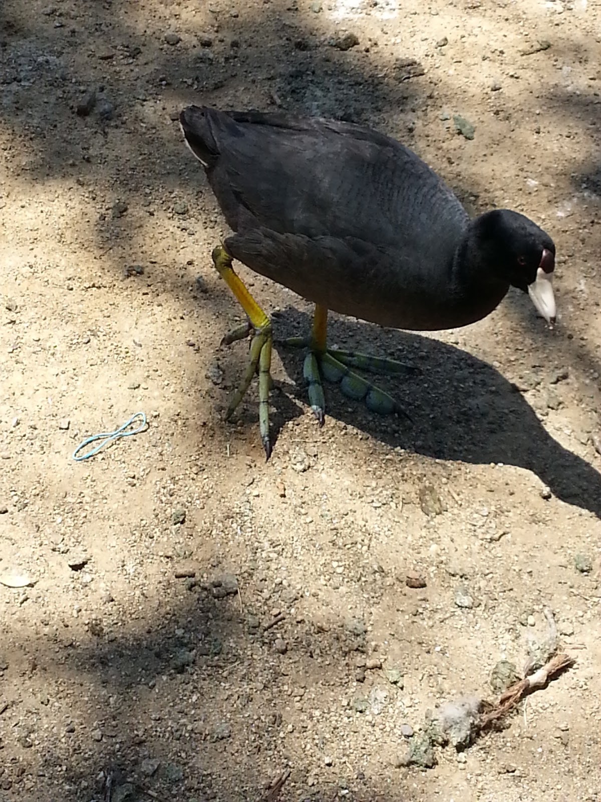 20130605_142937.jpg