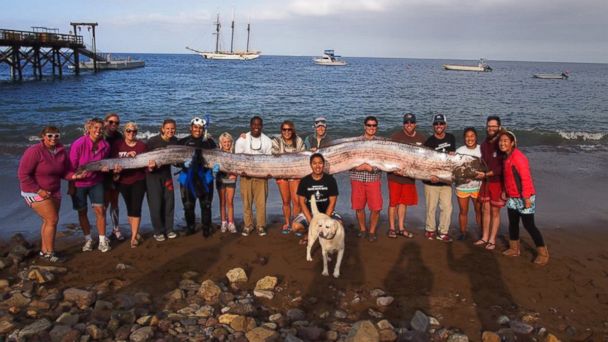 HT_oarfish_group_nt_131015_16x9_608.jpg