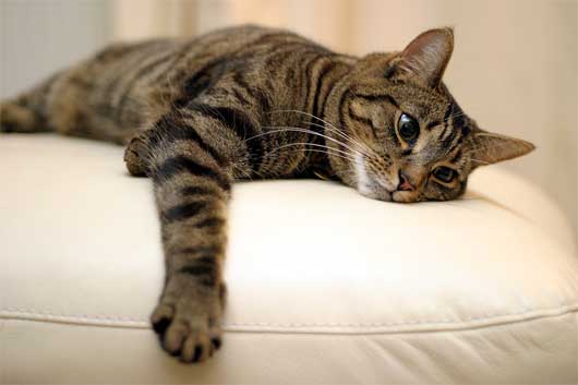 tabby-cat-1.jpg